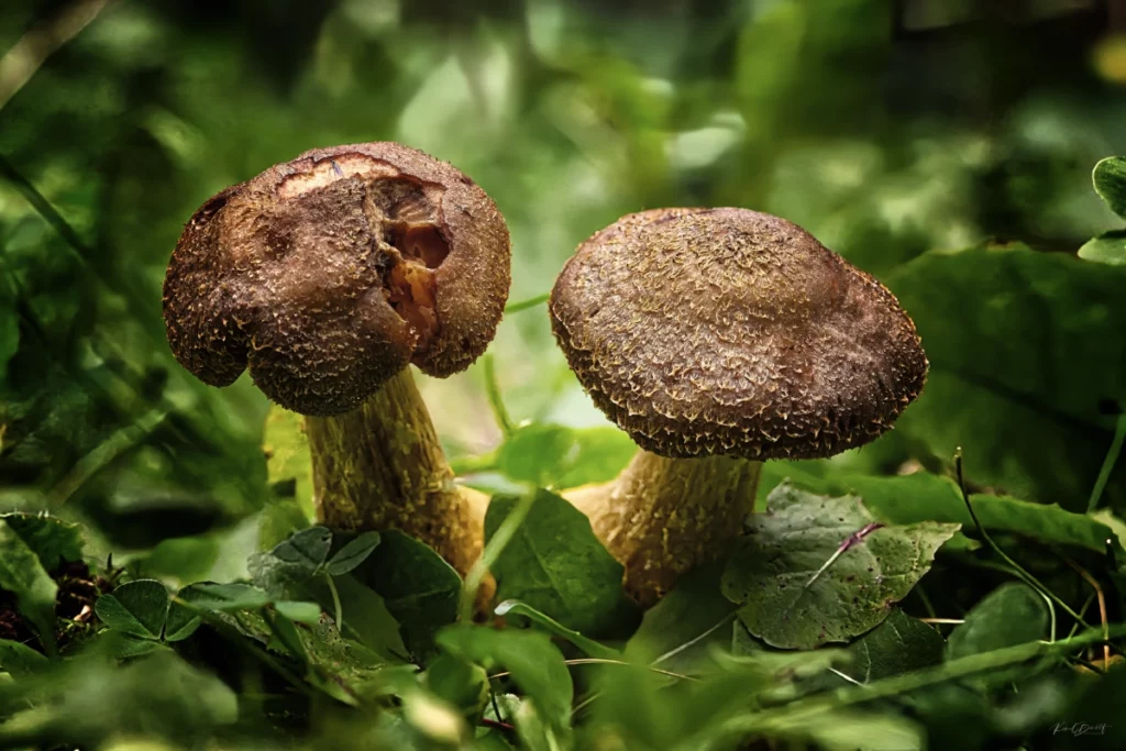 Duo de champignons - KBFotoArt Duo de champignons
