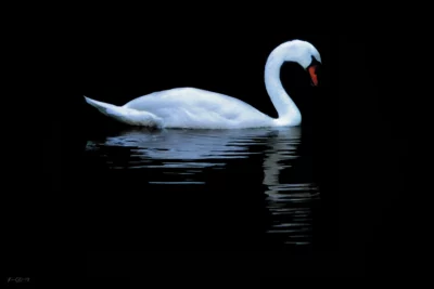 Le Cygne du parc de Grouchy