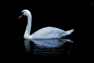 Le Cygne du parc de Grouchy
