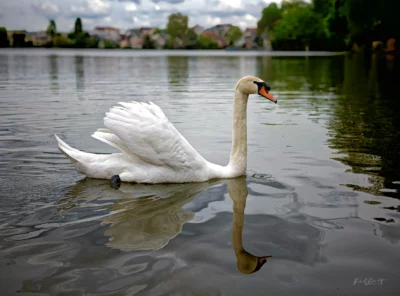 Le Cygne du lac D'enghien les Bains