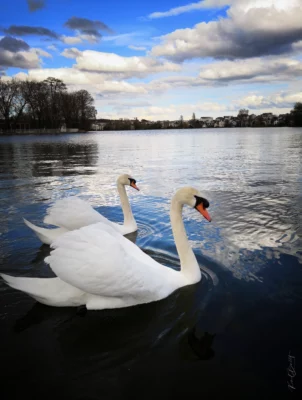 Les cygnes du lac d'Enghien les bains