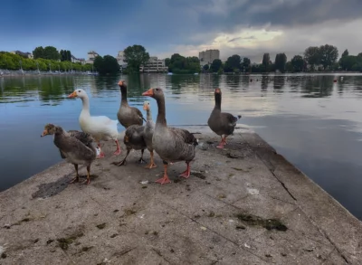 Les canards du lac d'Enghien les bains