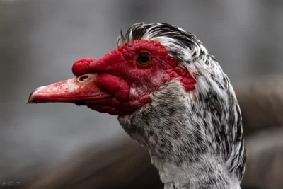 Le canard de Barbarie